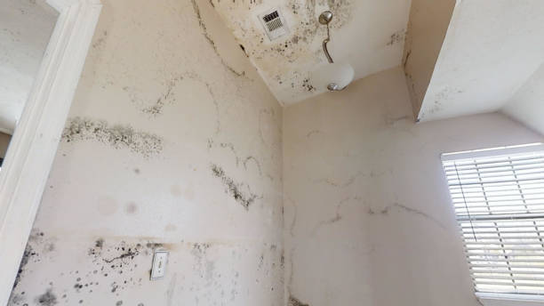 North Branch, MI Mold Removal Company