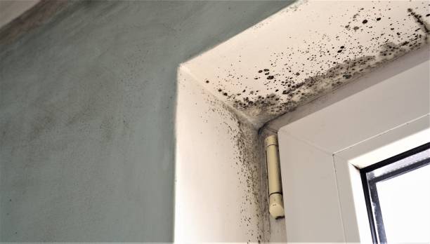 Best Post-Construction Mold Inspection  in North Branch, MI