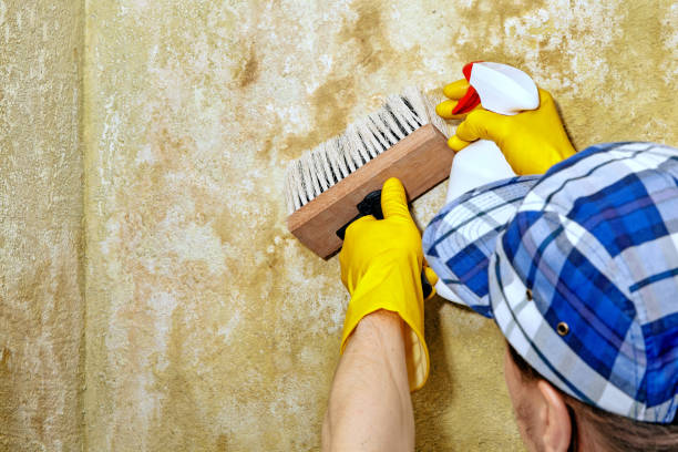 Best Crawl Space Mold Remediation  in North Branch, MI