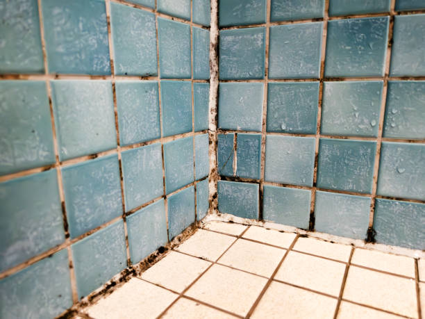 Mold Removal for HVAC Installations in North Branch, MI