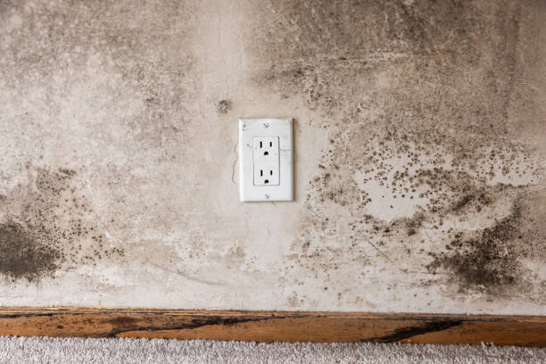 Best Residential Mold Inspection & Testing  in North Branch, MI
