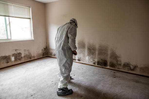 Mold Remediation for Vacation Homes in North Branch, MI