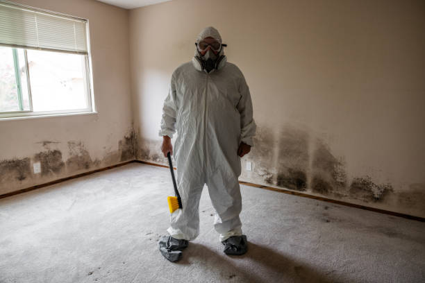 Mold Documentation for Insurance Claims in North Branch, MI