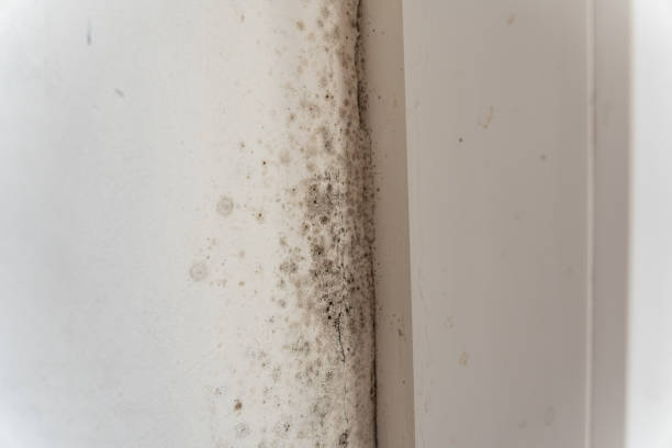 Best Mold Documentation for Insurance Claims  in North Branch, MI