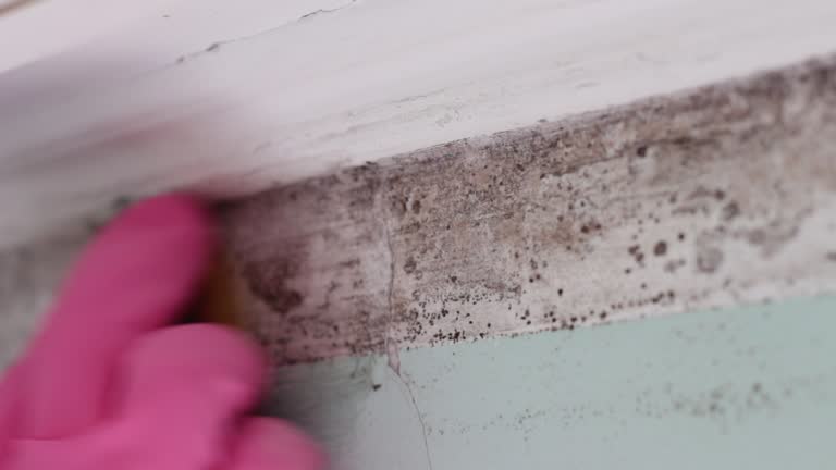 Best Comprehensive Air Testing for Mold Contaminants  in North Branch, MI